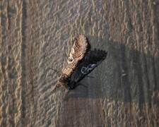 Blåhodefly (Diloba caeruleocephala)