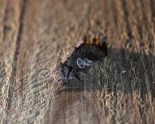 Blåhodefly (Diloba caeruleocephala)