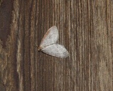 Brun høstmåler (Operophtera brumata)