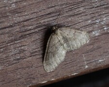 Brun høstmåler (Operophtera brumata)