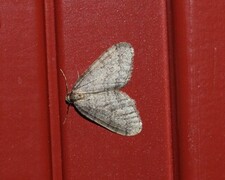 Brun høstmåler (Operophtera brumata)