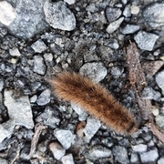 Rustvingespinner (Phragmatobia fuliginosa)