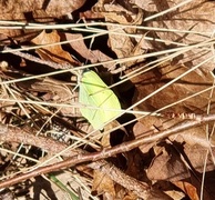 Sitronsommerfugl (Gonepteryx rhamni)