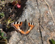 Neslesommerfugl (Aglais urticae)