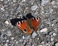 Dagpåfugløye (Aglais io)