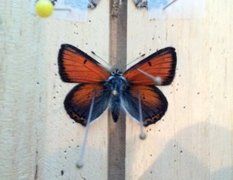 Purpurgullvinge (Lycaena hippothoe)