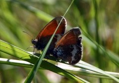 Perleringvinge (Coenonympha arcania)