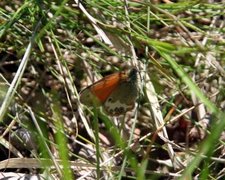 Perleringvinge (Coenonympha arcania)