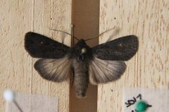Svart jordfly (Euxoa nigricans)