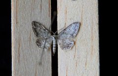 Grå engmåler (Idaea seriata)