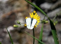 Stor kålsommerfugl (Pieris brassicae)