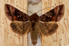 Rødbrunt metallfly (Autographa jota)