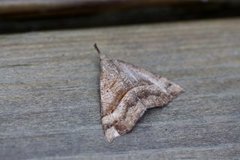 Neslenebbfly (Hypena proboscidalis)