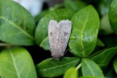 Krattfly (Graphiphora augur)