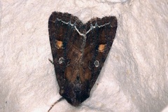 Hagelundfly (Lacanobia oleracea)