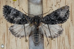 Syrekveldfly (Acronicta rumicis)