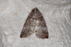 Punkthalvspinner (Ochropacha duplaris)