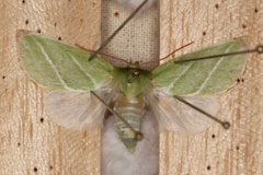 Rødfrynset båtfly (Pseudoips prasinana)