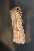 Brungult gressfly (Mythimna impura)