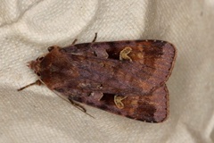 Rødfrynset teglfly (Diarsia brunnea)