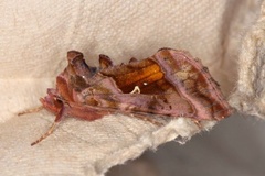 Rødbrunt metallfly (Autographa jota)