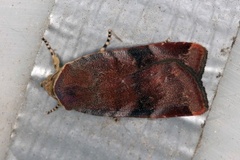 Fiolett båndfly (Noctua janthe)