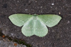 Kjempebladmåler (Geometra papilionaria)