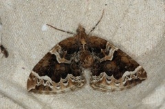 Hagebærmåler (Eulithis prunata)