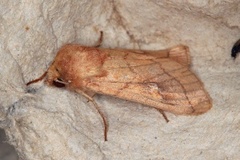 Hvitflekkgressfly (Mythimna conigera)