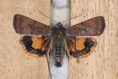 Brunt båndfly (Noctua interjecta)