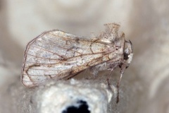 Tyrihjelmfly (Polychrysia moneta)