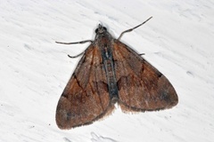 Fjærbarmåler (Pennithera firmata)