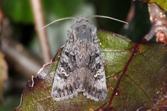 Stort lyngheifly (Aporophyla nigra)