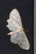 Flekkengmåler (Idaea dimidiata)