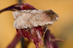 Fiolett vårfly (Cerastis rubricosa)