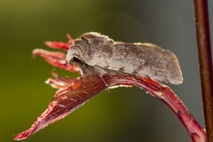 Fiolett vårfly (Cerastis rubricosa)