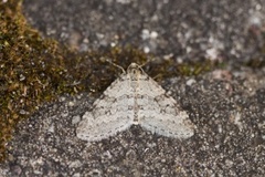 Bjørketungemåler (Trichopteryx carpinata)