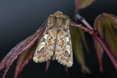 Furufly (Panolis flammea)