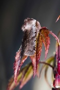 Fiolett vårfly (Cerastis rubricosa)