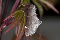 Brun vårtannspinner (Odontosia carmelita)