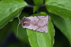 Fiolett vårfly (Cerastis rubricosa)