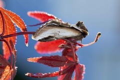 Bjørketannspinner (Pheosia gnoma)