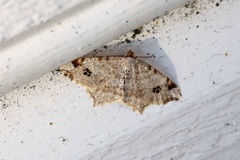 Gul buemåler (Macaria notata)