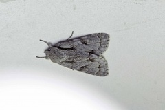 Psikveldfly (Acronicta psi)