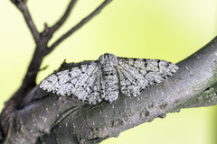 Bjørkelurvemåler (Biston betularia)