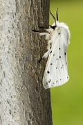 Punkttigerspinner (Spilosoma lubricipeda)