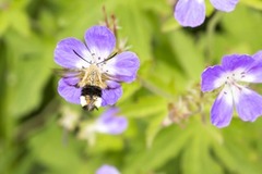 Smalkantet humlesvermer (Hemaris tityus)