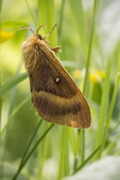 Eikespinner (Lasiocampa quercus)