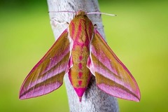 Stor snabelsvermer (Deilephila elpenor)