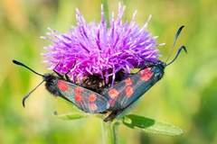 Seksflekket bloddråpesvermer (Zygaena filipendulae)